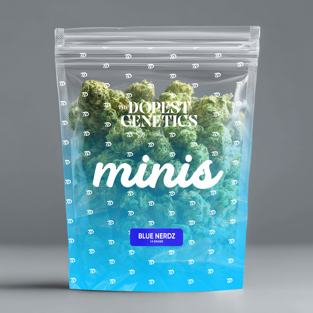 MINIS Blue Nerdz Hybrid Flower MINIS Blue Nerdz Hybrid Flower